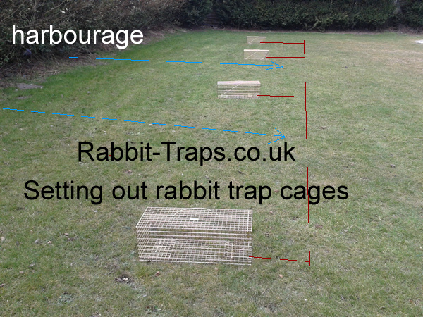 setting out rabbit traps, bait with carrot