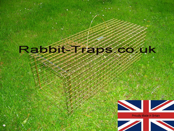Rabbit Trap should always be sited as soon as damage is spotted